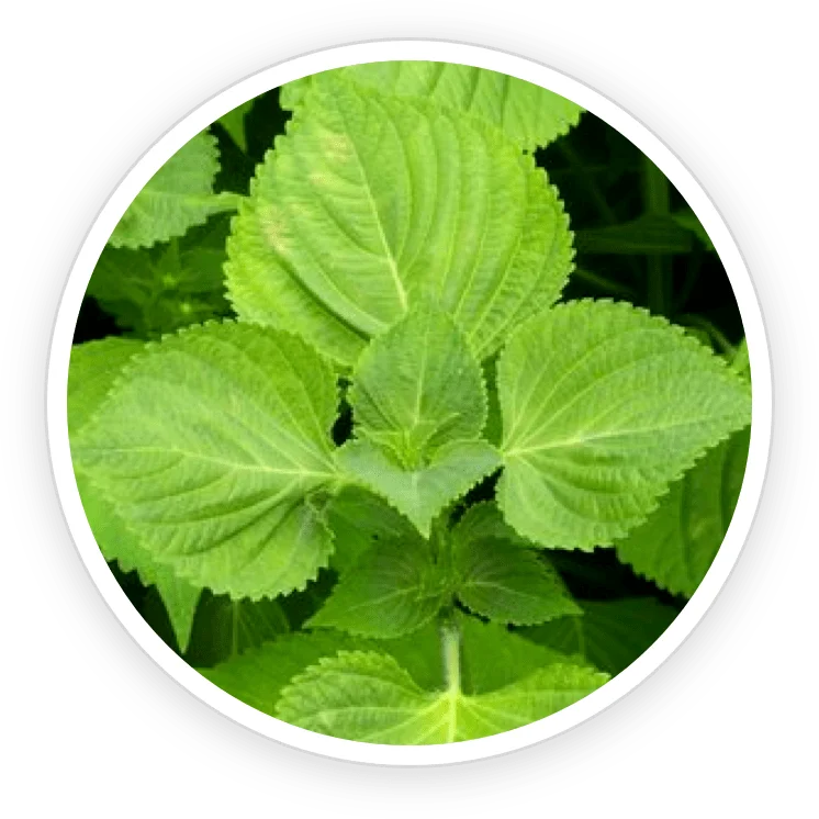 Perilla leaf extract known for anti-inflammatory and antioxidant properties