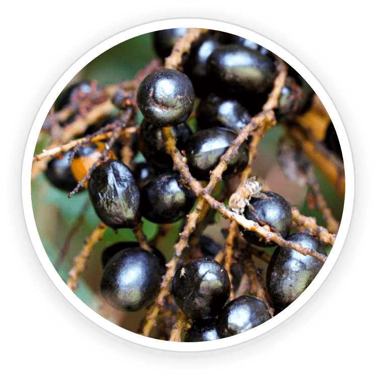 Saw palmetto fruit extract powder for prostate and urinary health