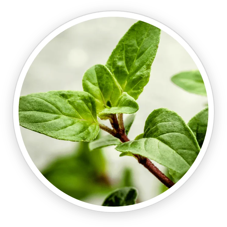 Oregano leaf extract for natural antimicrobial and antioxidant effects